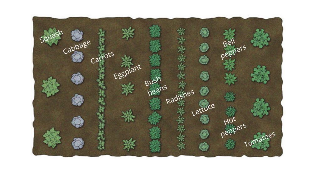 Garden plan